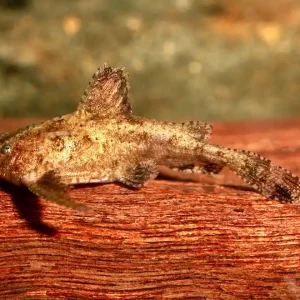 Deltaflügel Zwergwels (Hara jerdoni) Abverkauf